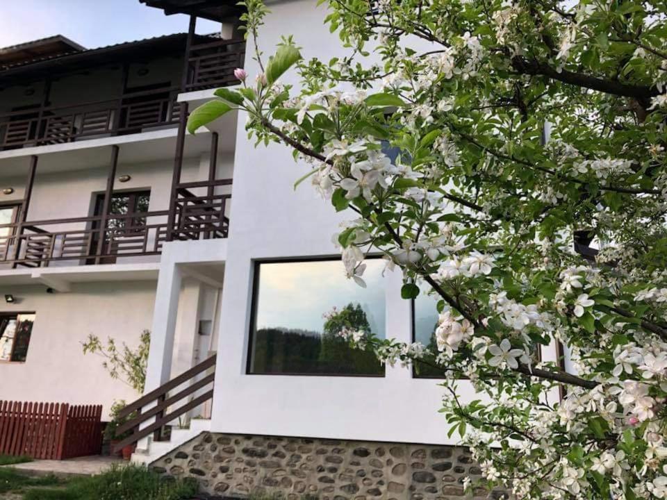 livada-cu-meri photo 1