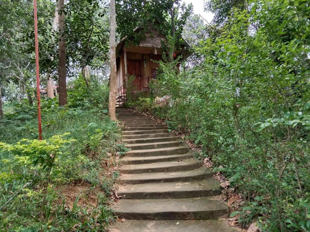 Jungle cottage photo 4