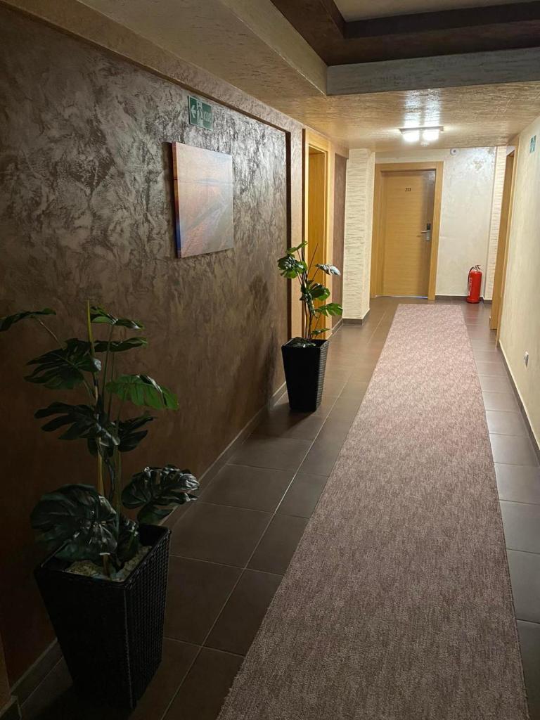 Avenia photo 3