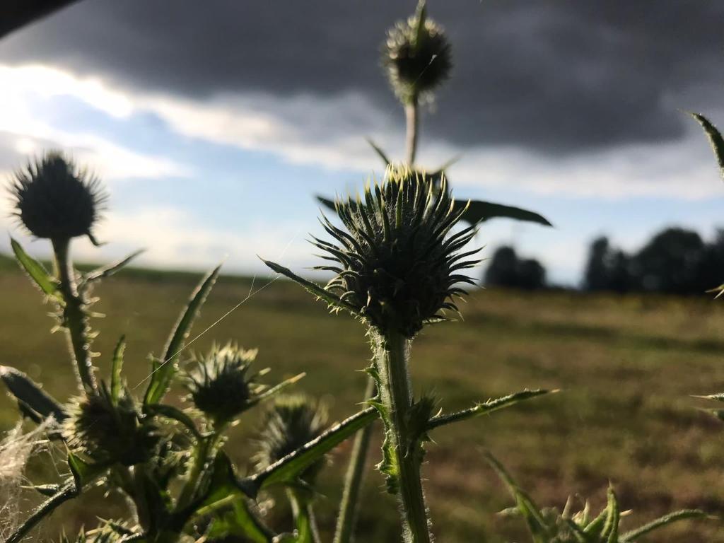 Safaritent bij Pipowagen en kampeerhoeve s Gravenhof photo 4