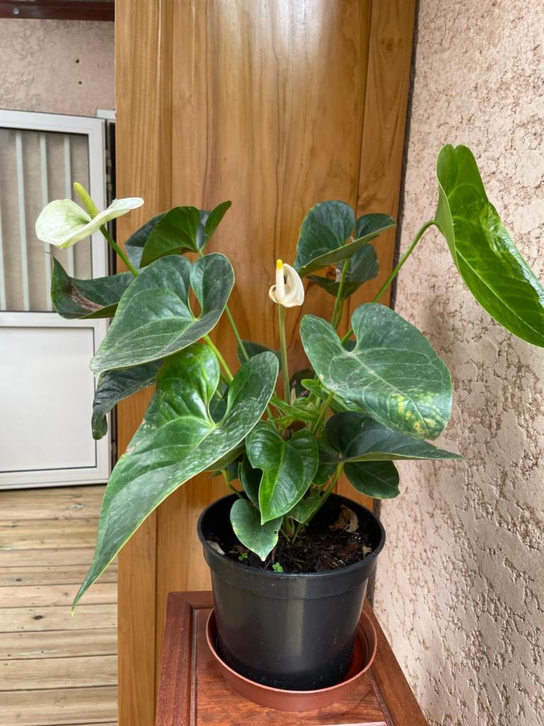L’anthurium photo 3