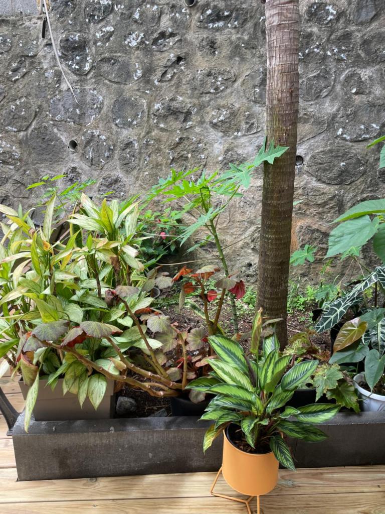 L’anthurium photo 2