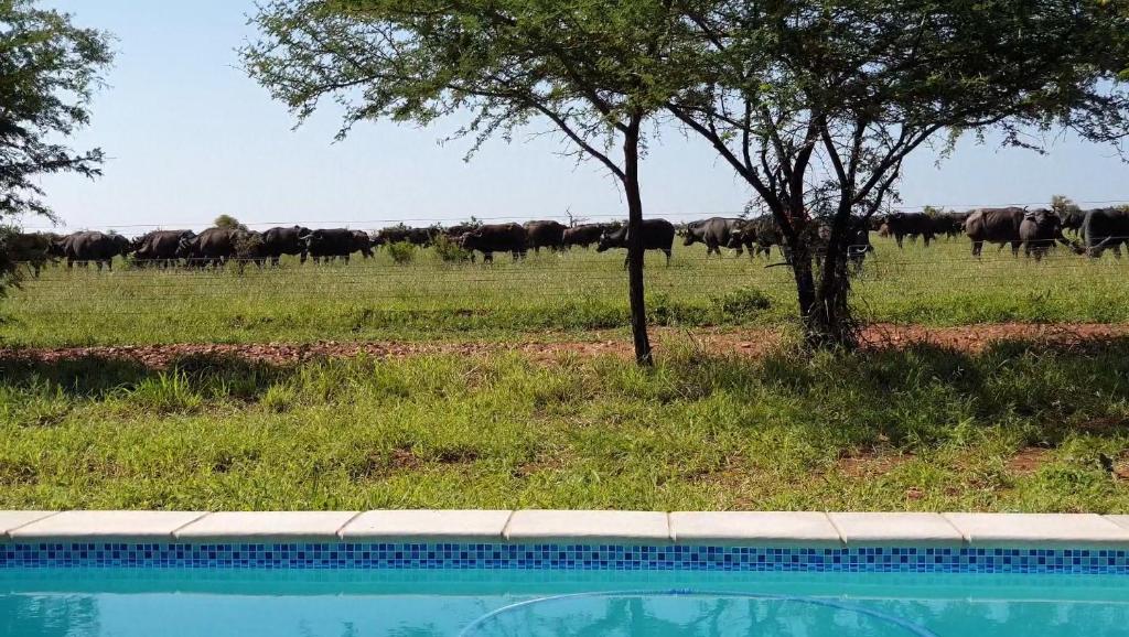 Lindi Lodge, Mjejane Game Reserve photo 1