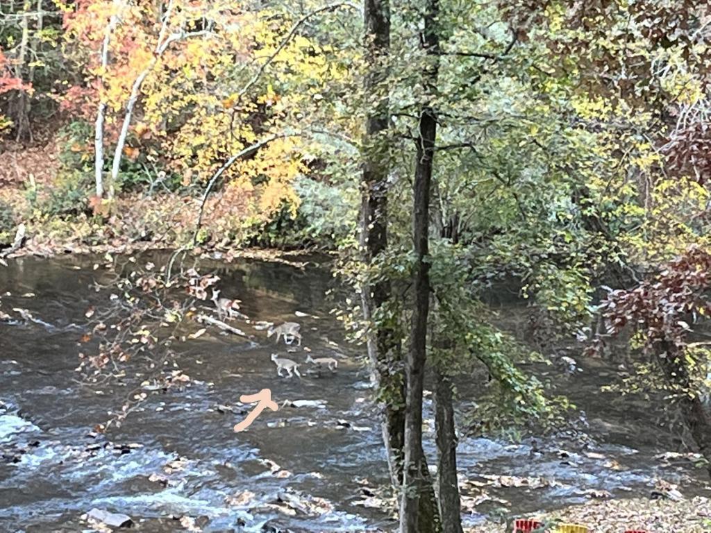 Stay at Rivermist Dahlonega photo 2