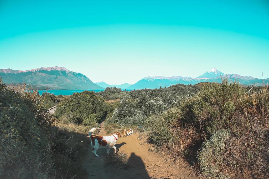 Cuatro Vientos Patagonia - Lago Huechulafquen photo 3