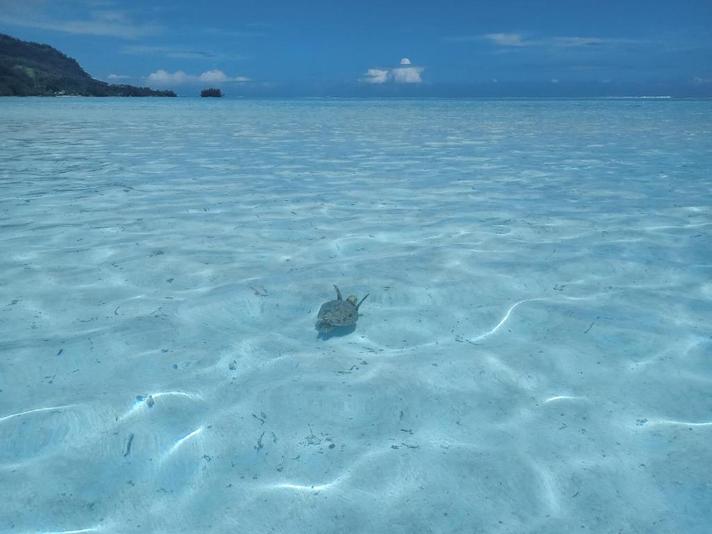MOOREA - Bungalow Moekea Lagoon photo 2