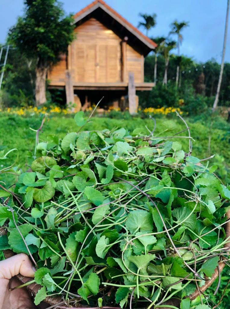 TODO Farm - Trang Trại Rau Hữu Cơ