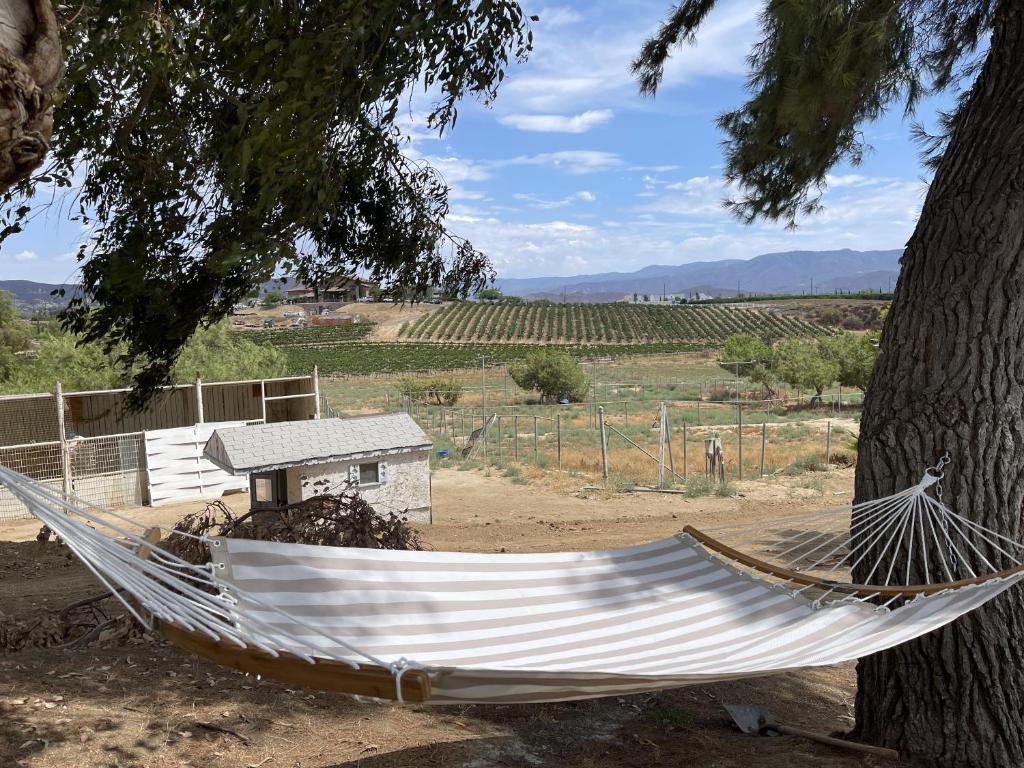 Temecula Rejuvenation photo 3