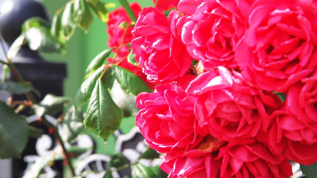 Ever Rose Pension photo 4