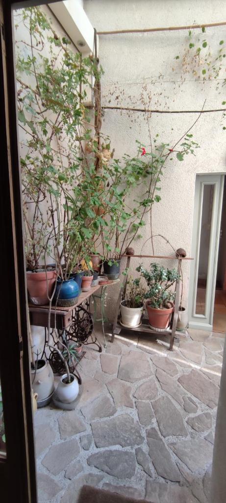 Oasis de verdure en centre ville photo 3