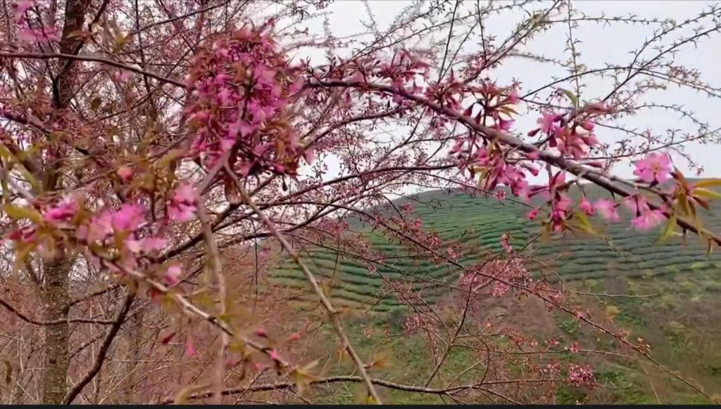 Homestay vườn mai anh đào