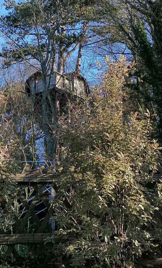 SHERWOOD TREE photo 1