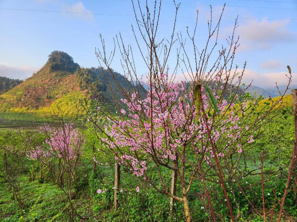 Mộc Châu Peachy Garden Homestay
