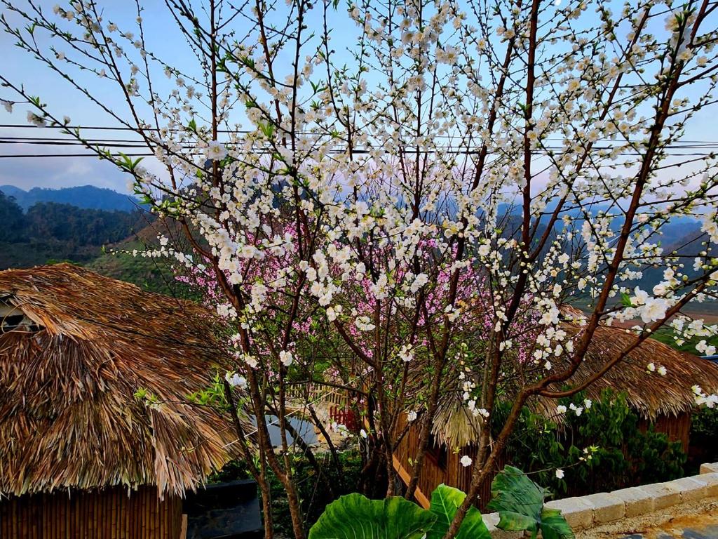 Mộc Châu Peachy Garden Homestay