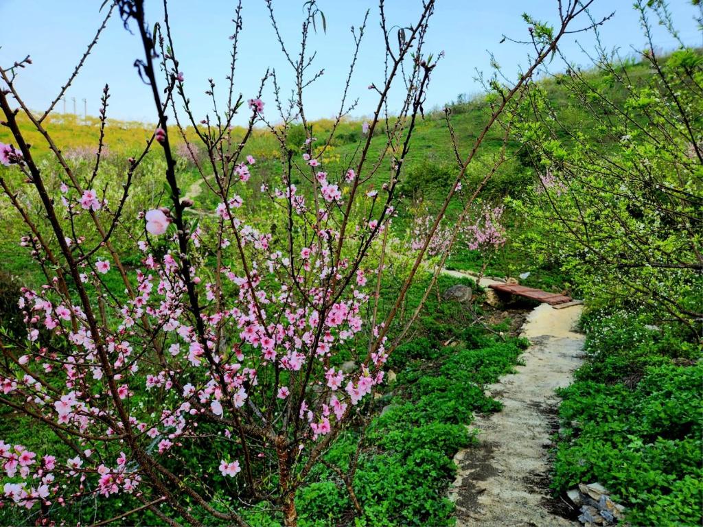 Mộc Châu Peachy Garden Homestay