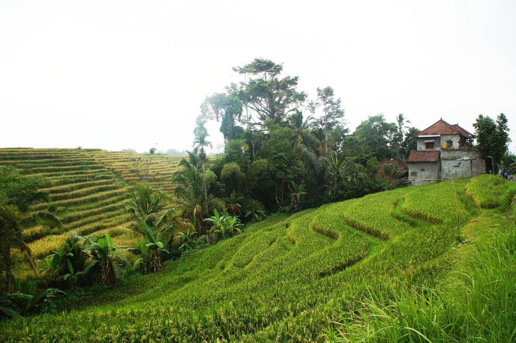 Yeh Panes Hot Spring Resort photo 4