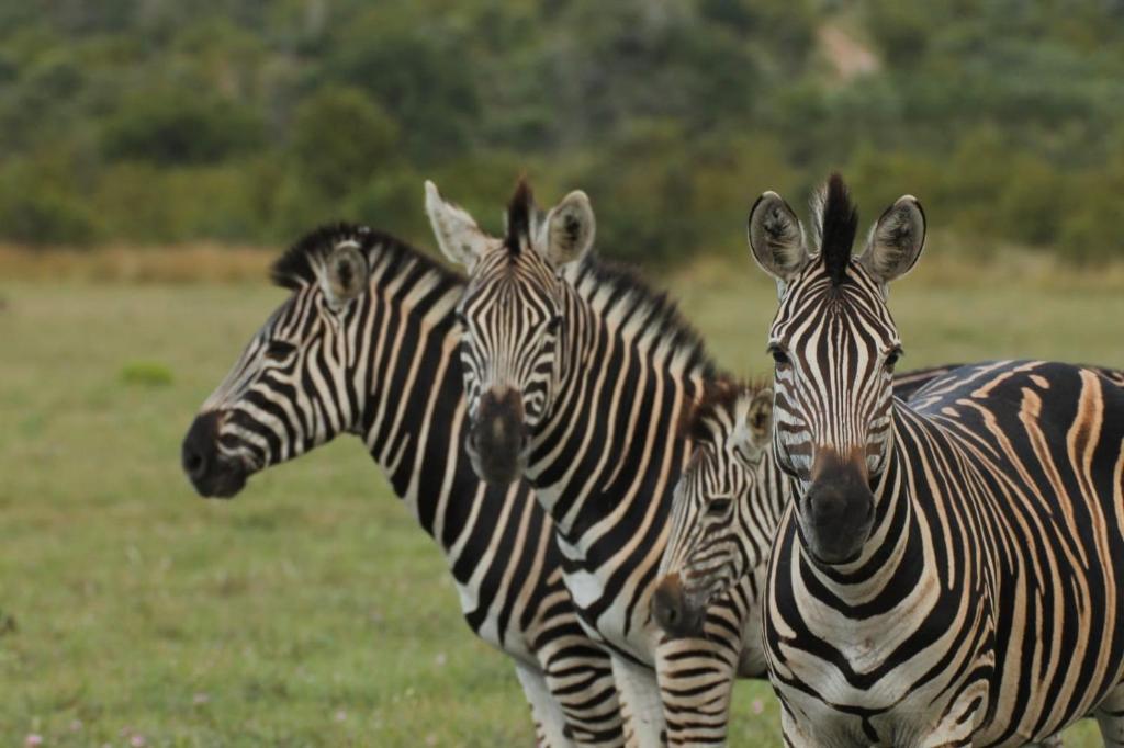 Idube Game Reserve photo 2