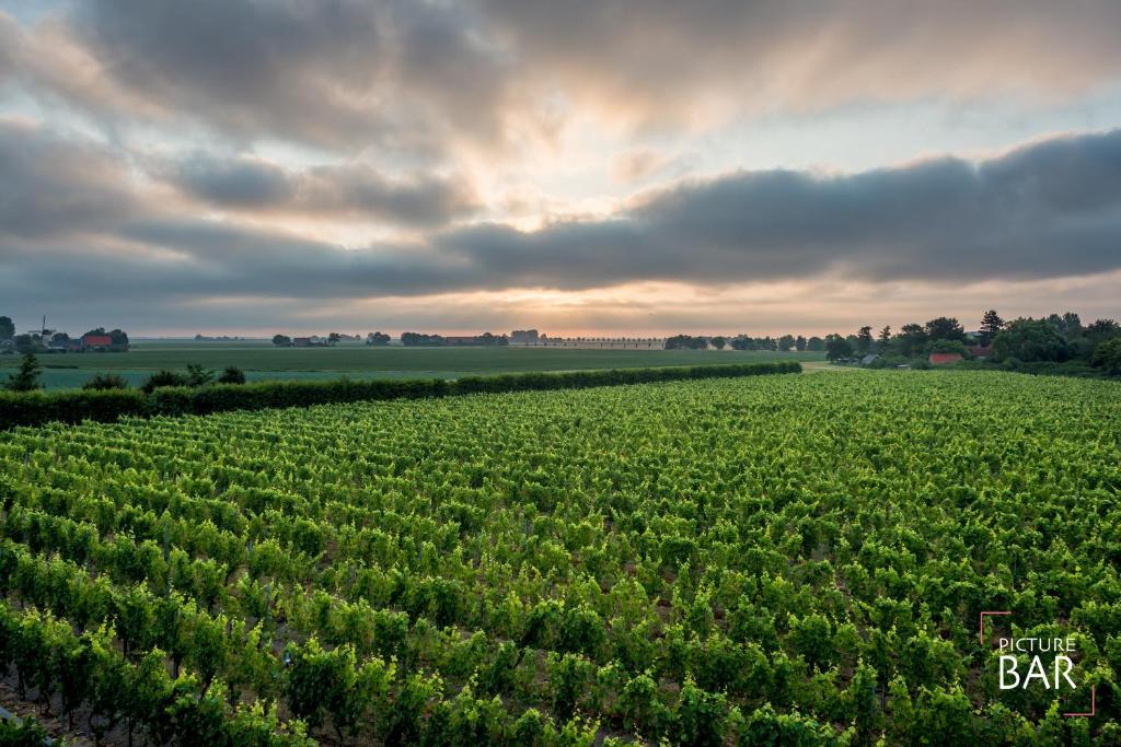 Wine-barrel Pinot-Gris photo 3