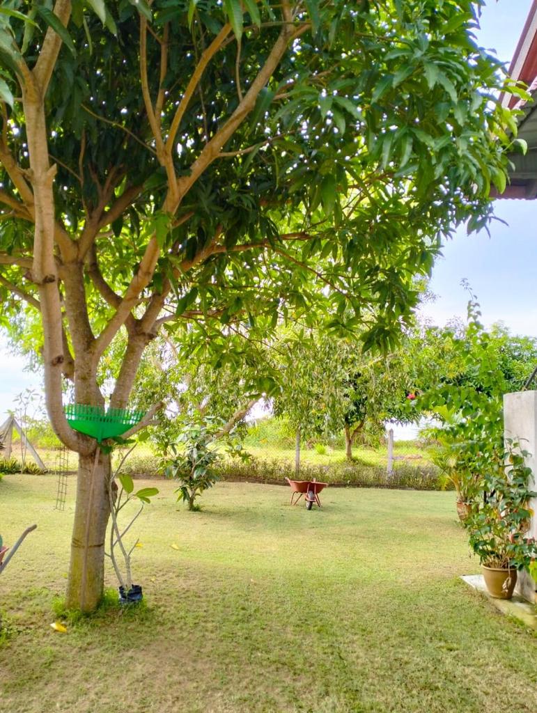 Rose Guest House photo 4