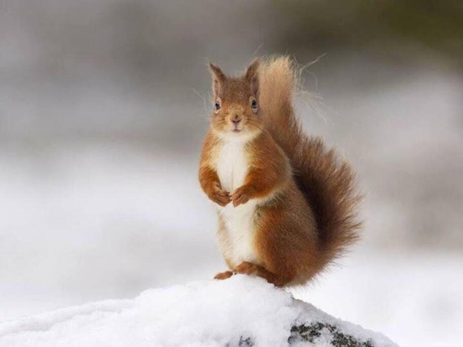 Red Squirrel log cabin with hot tub photo 3