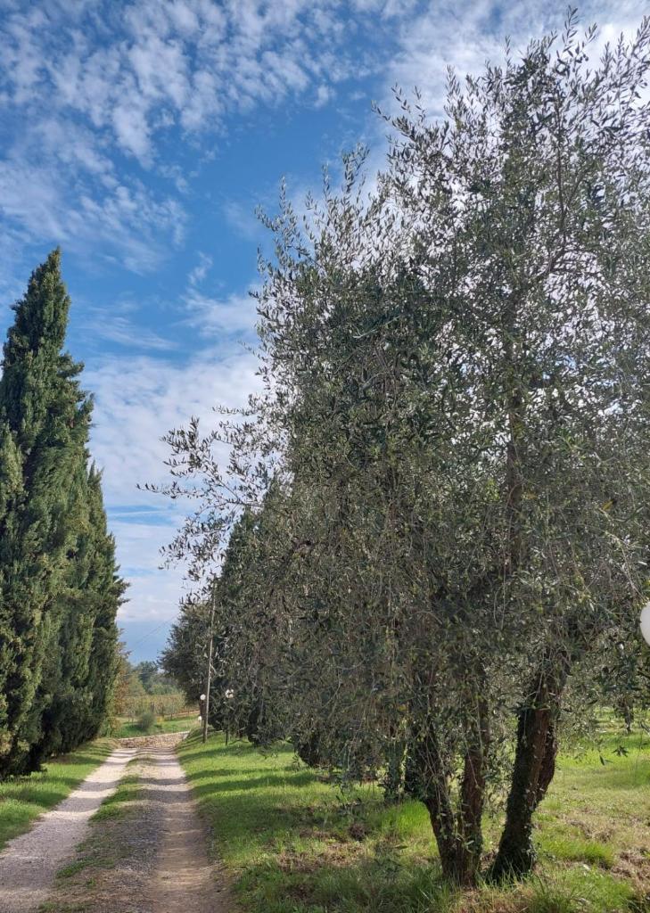 Podere delle Arti photo 4