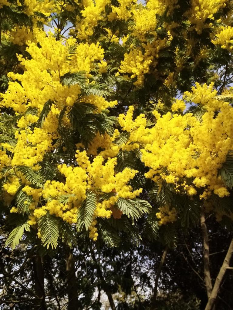 Sous les mimosas photo 1