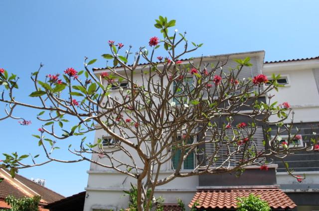 Penang Batu Ferringhi Beach Bungalow Villa photo 3