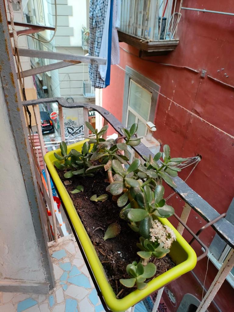 La casa su SpaccaNapoli photo 1
