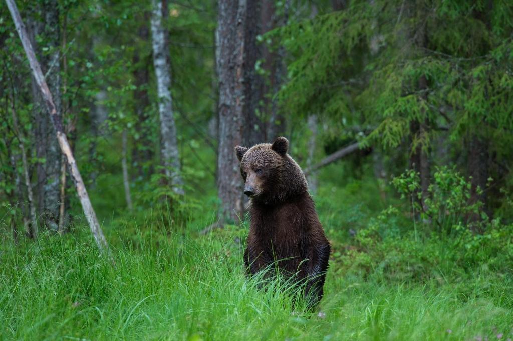 Bear Watching Hide of Alutaguse photo 3