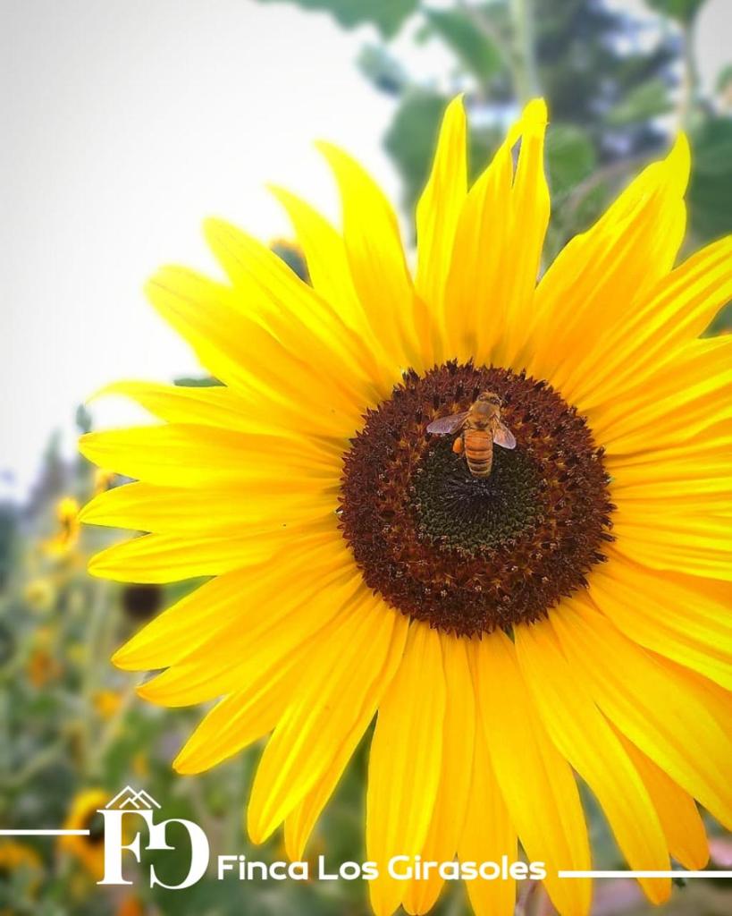 Finca Los Girasoles photo 1
