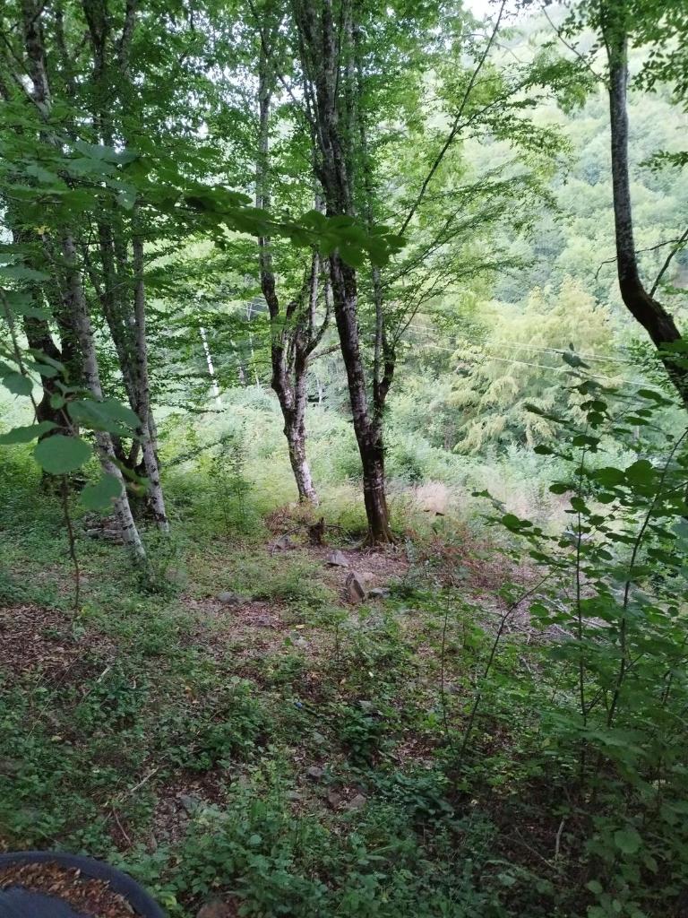 Kuca u šumi photo 3