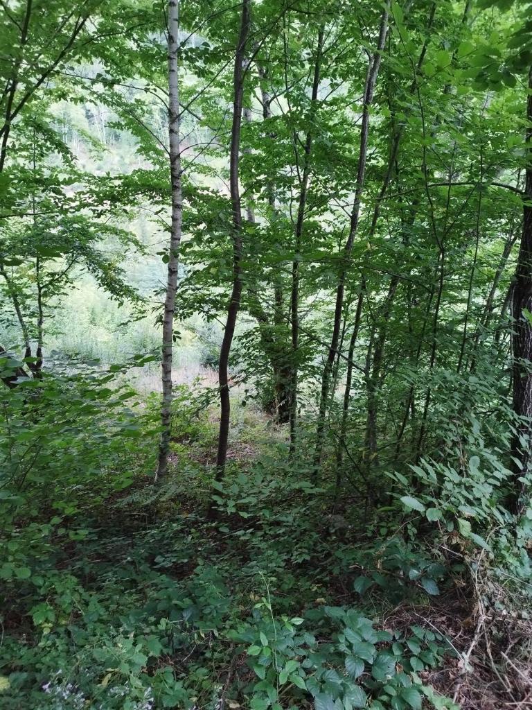 Kuca u sumi photo 1