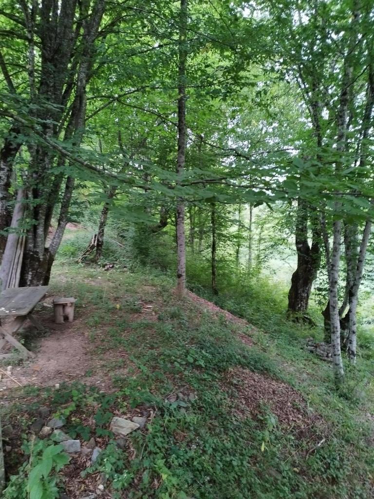 Kuca u sumi photo 3