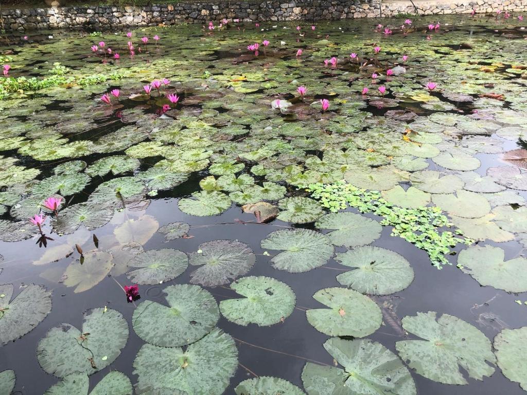 Le Jardin De Tamcoc Homestay