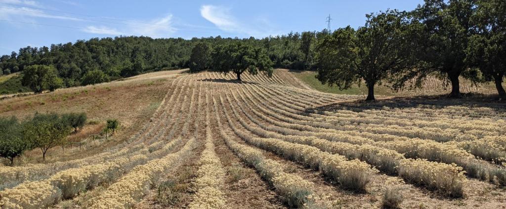 Il Poggio di Teo photo 4