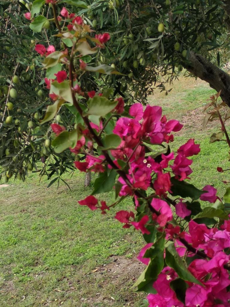 Ases Villa Lagonisi Halkidiki photo 1