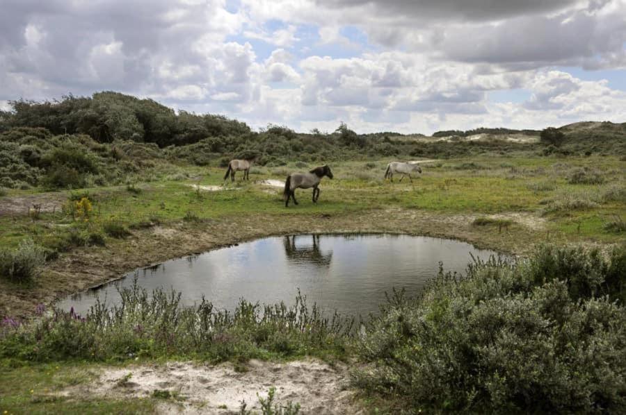 Vakantiehuisje aan zee vlakbij Plopsaland en het strand - Casa Memphis photo 3