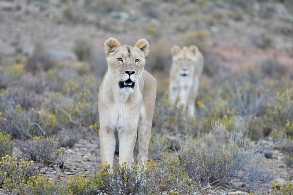 Mont Eco Game Reserve photo 2