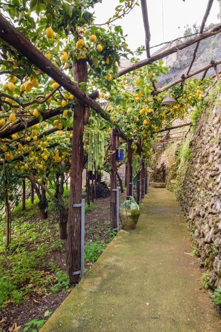 #La limonaia della torretta photo 3