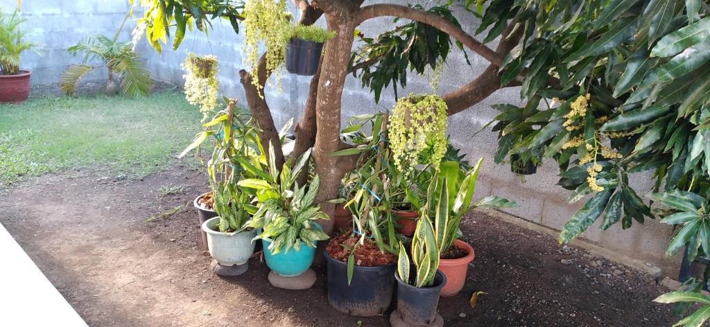 Fare Onavai photo 3