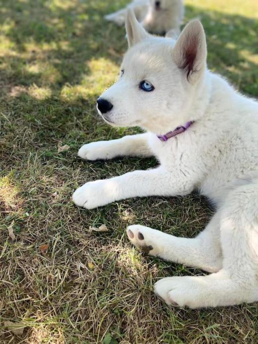 gite des huskys photo 3