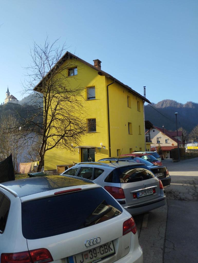 Dogs baronesse Pasja grofica Idrija photo 3