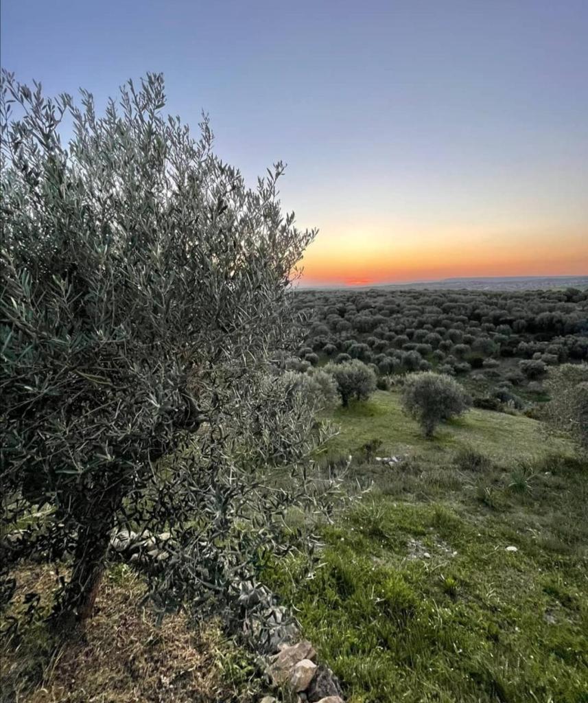 SA MOLA GLAMPING EXPERIENCE Roulotte photo 4