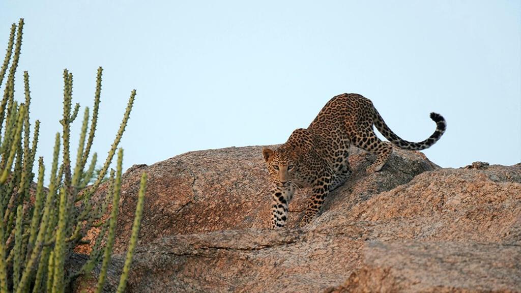 Panthera Pardus Safari Lodge photo 4