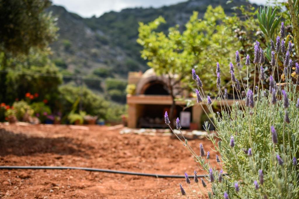 Villa Karmilos - A family Villa near the cretan sea and the mountains photo 3