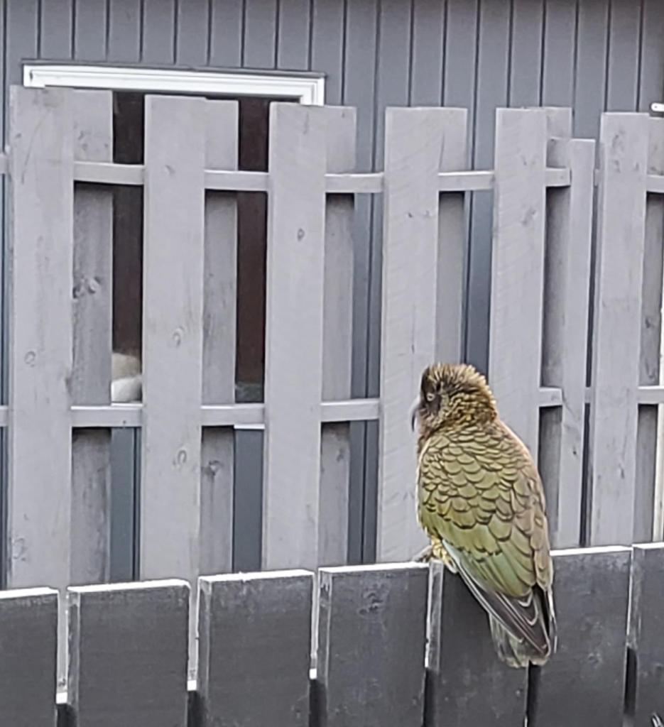 Kea Retreat photo 1