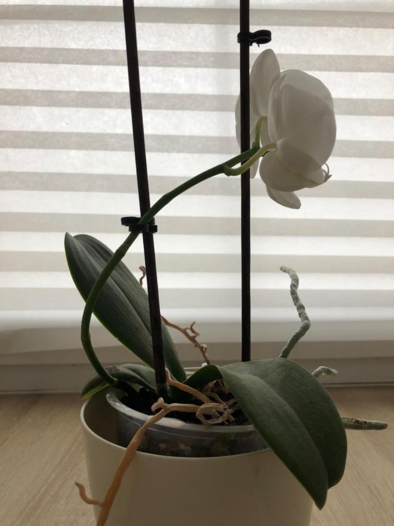 MiJa apartmán s VINNÝM SKLÍPKEM, zahradou a grilem photo 2