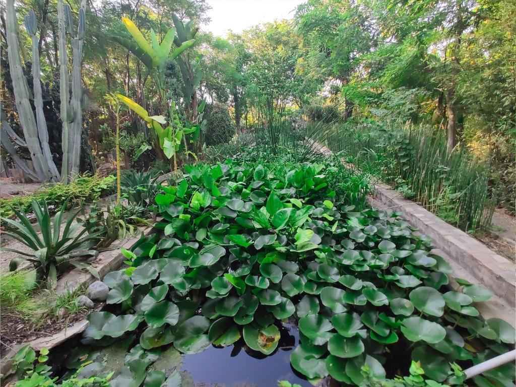 Babil Bahceleri - Gardens of Babel photo 4