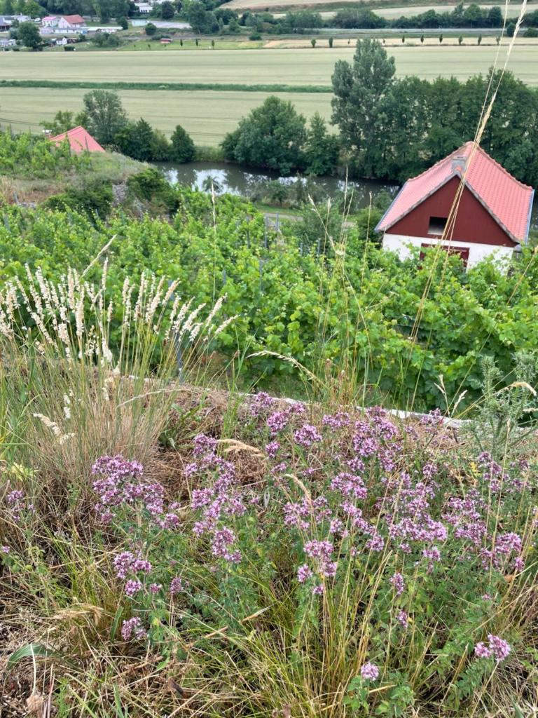 Ferienhaus Traminer im Weinberg photo 2