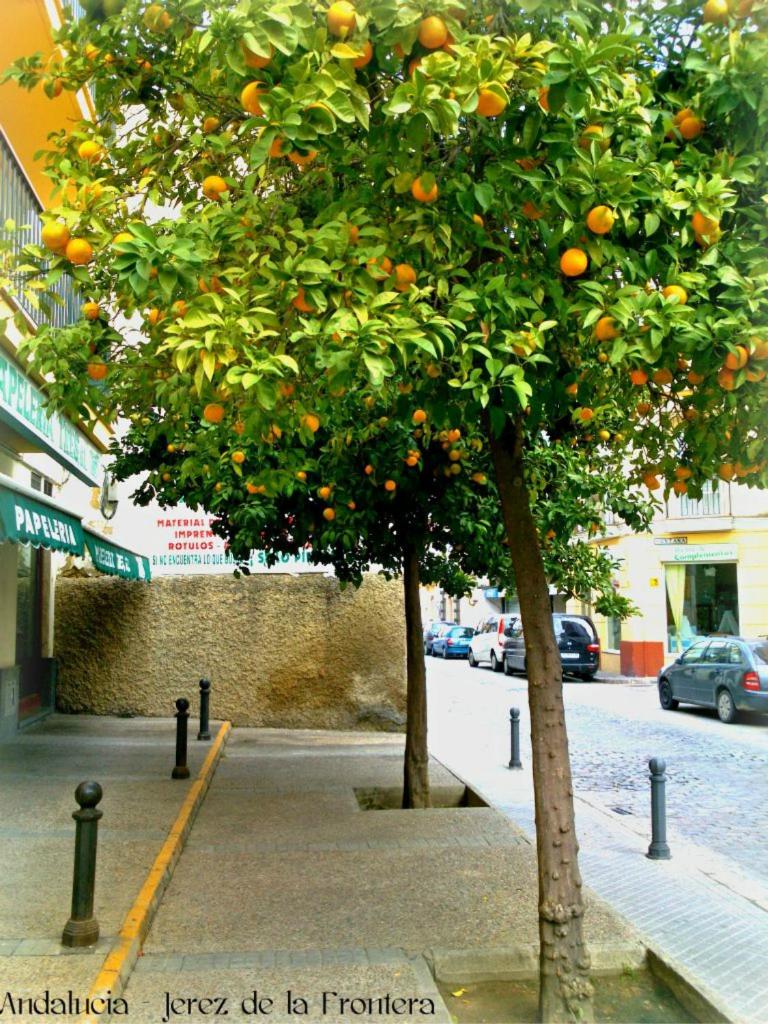 Al Andalus Jerez - Tap to explore photos